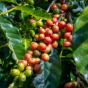 production-de-cafe-costa-rica