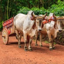 vaches-et-charrue-costarica