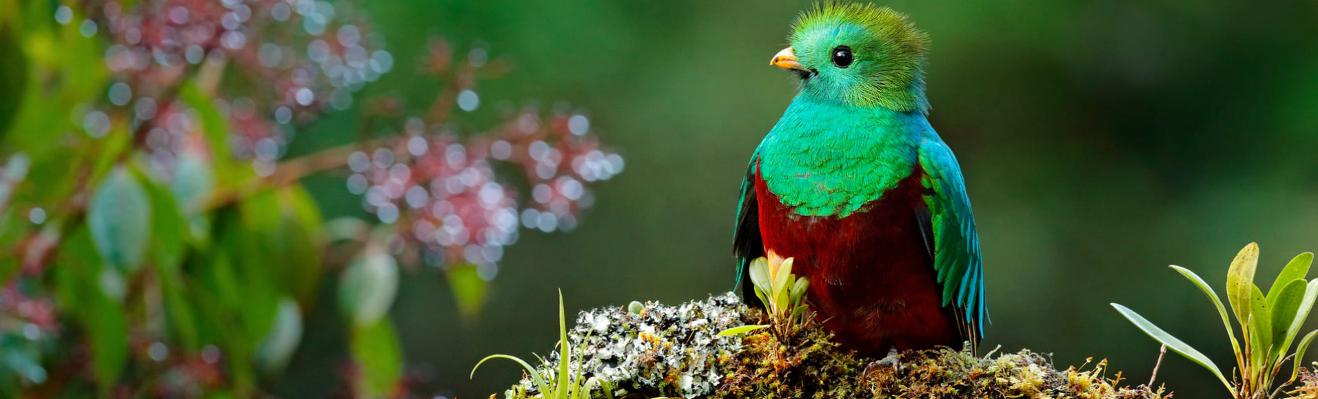 Oiseau du Costa-Rica