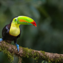 toucan-foret-costa-rica