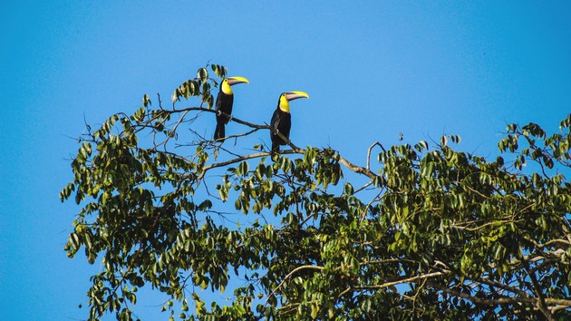 Toucans, Parc national de Tortuguero, Côte caraïbe
