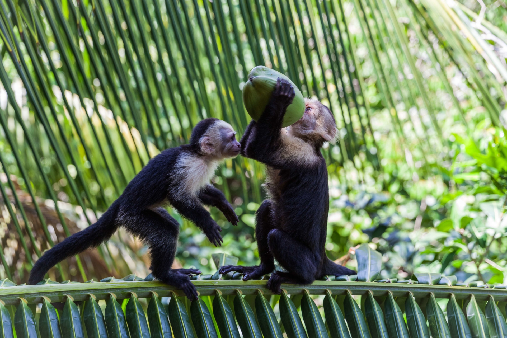 Vaccin recommandé pour le Costa Rica- Costa Rica sur Mesure