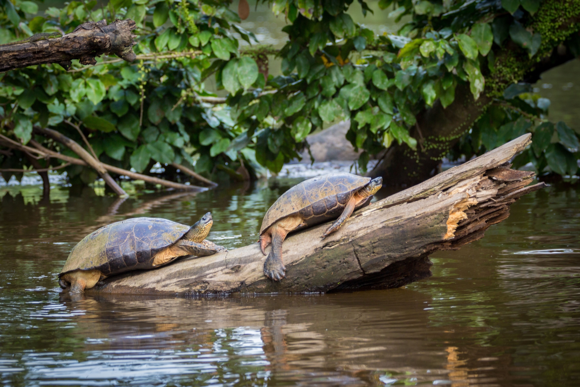 Tortuguero, Tortues