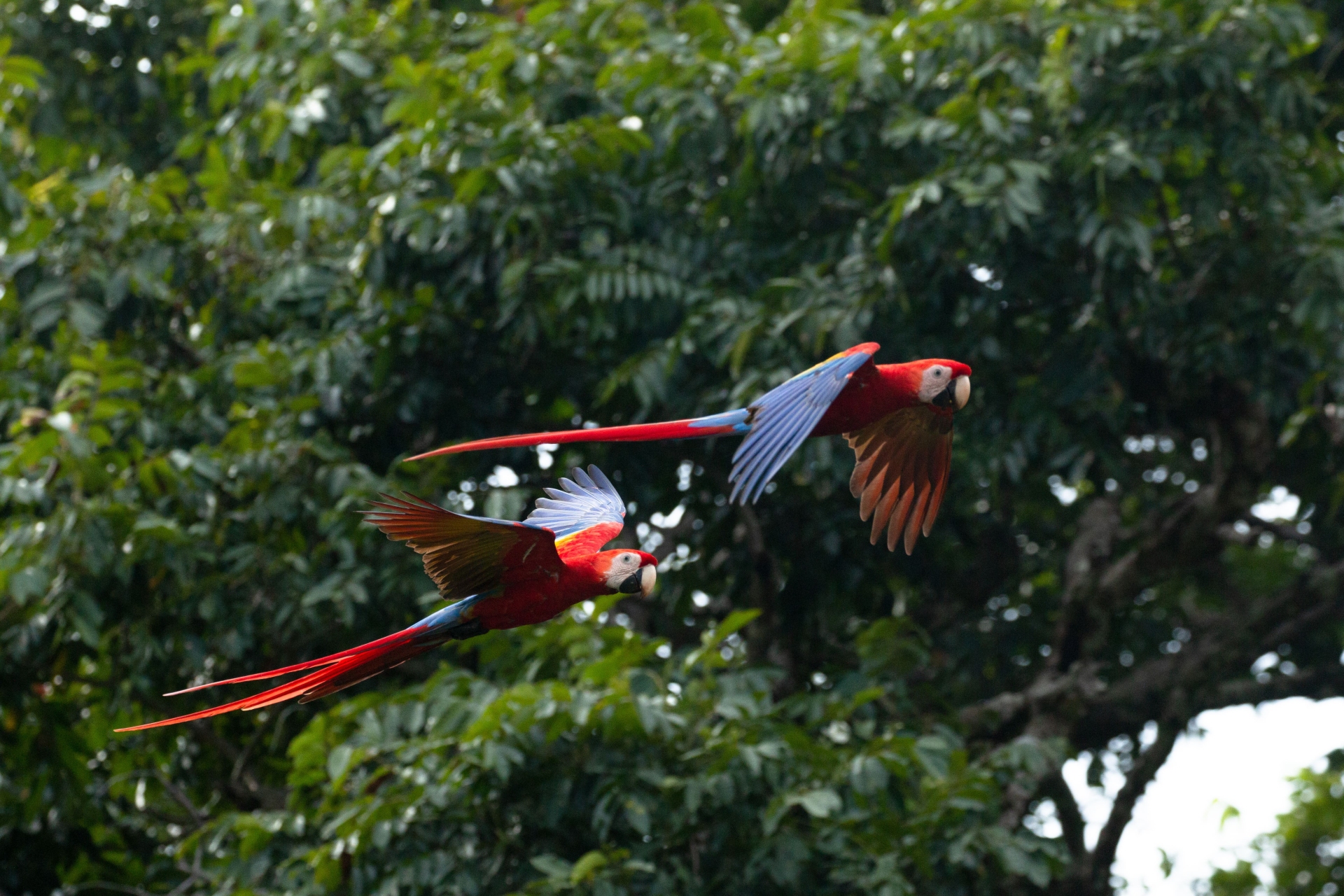 Macacos rouges, oiseaux
