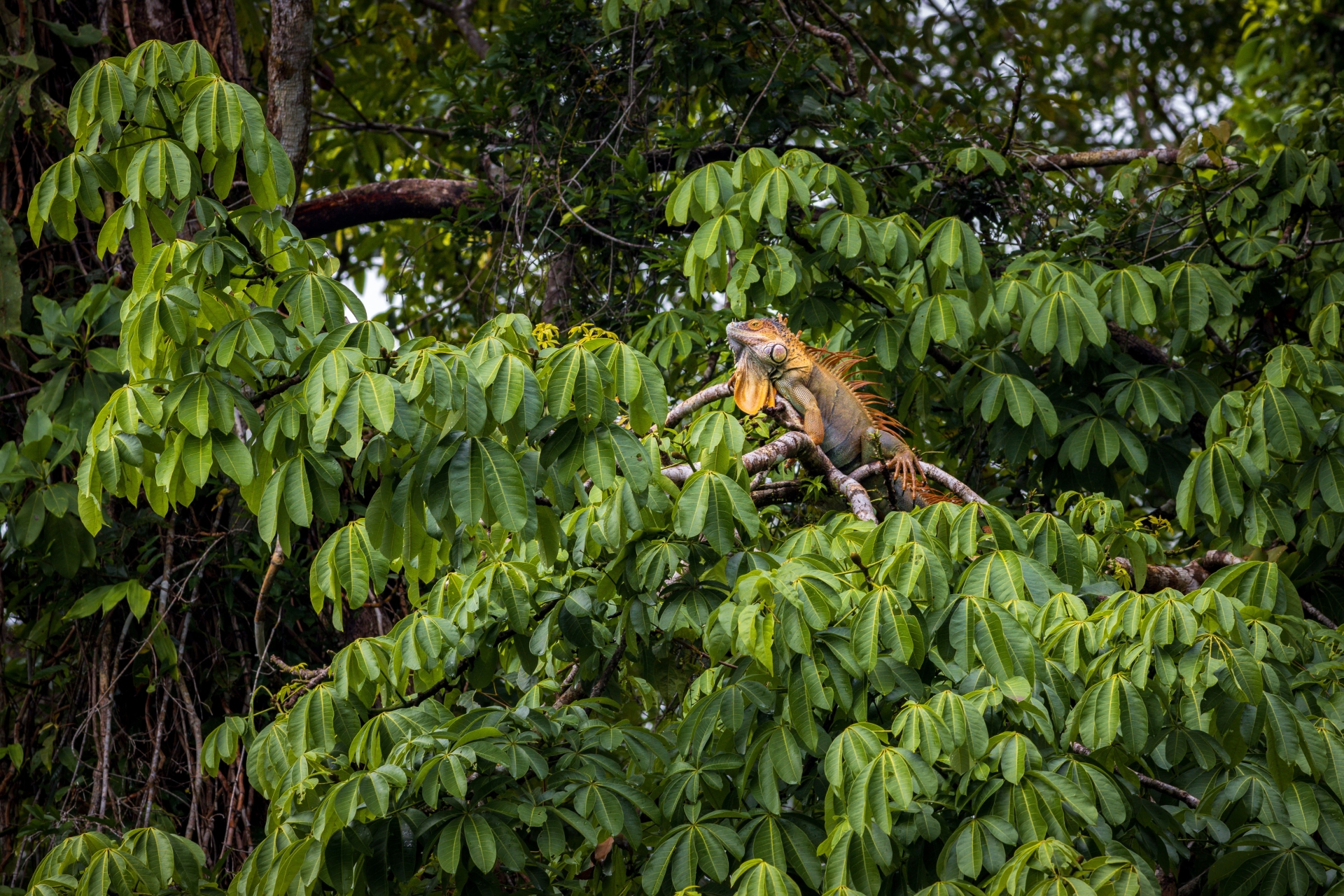 Tortuguero National Park