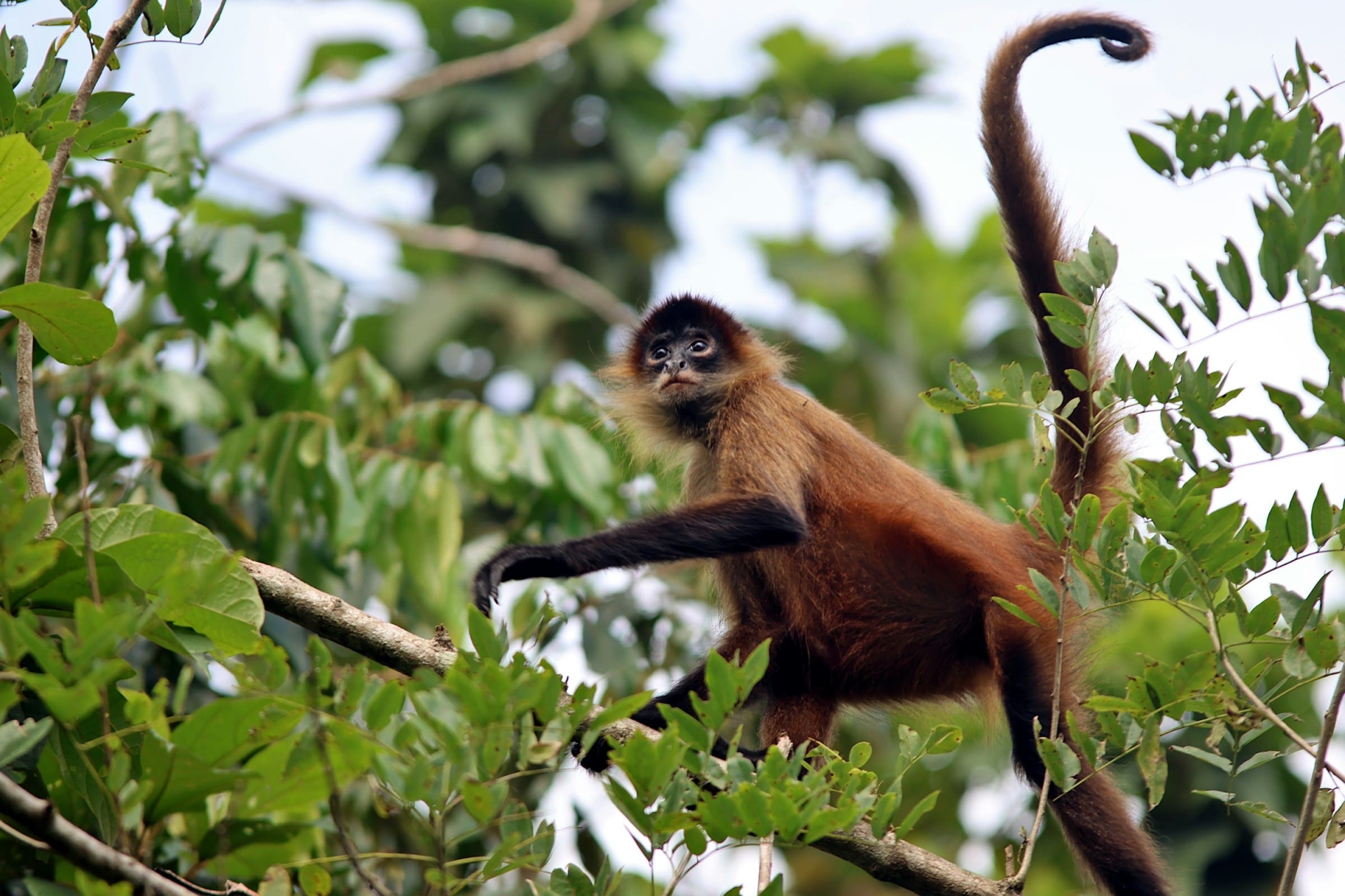 Singe araignée, Tortuguero