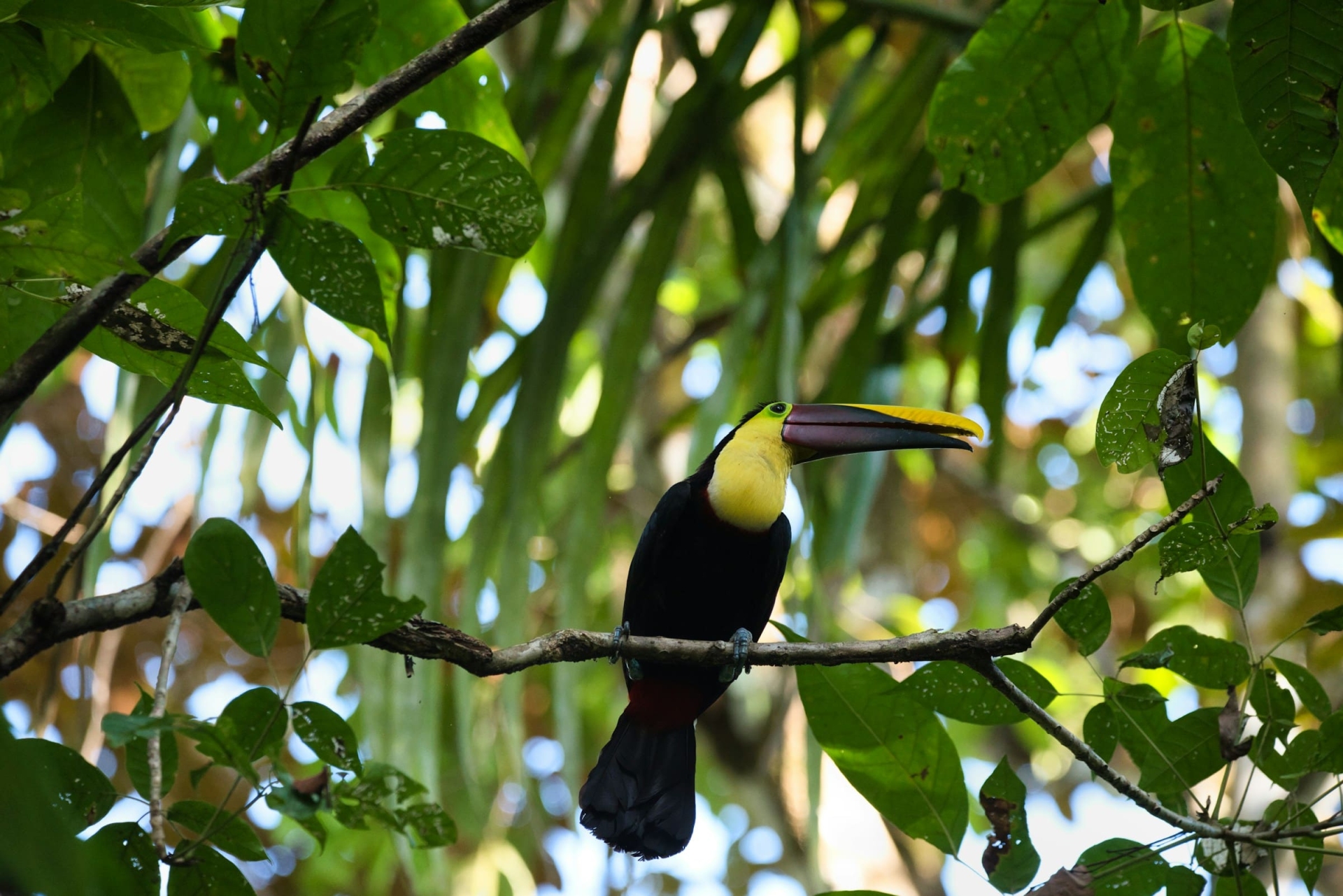 toucan à carène, Manuel Antonio