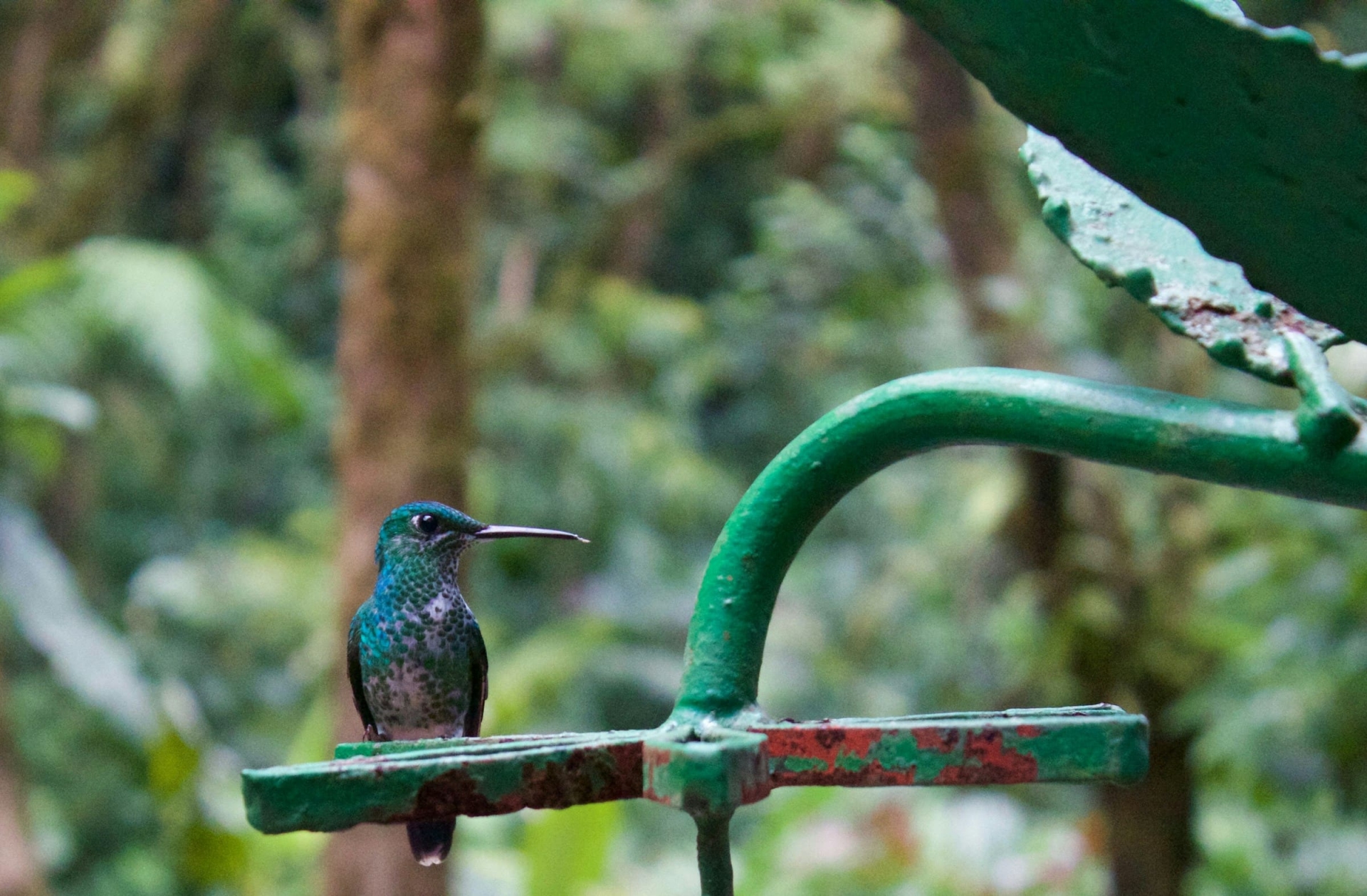 Selvatura, Guanacaste, colibri, oiseau