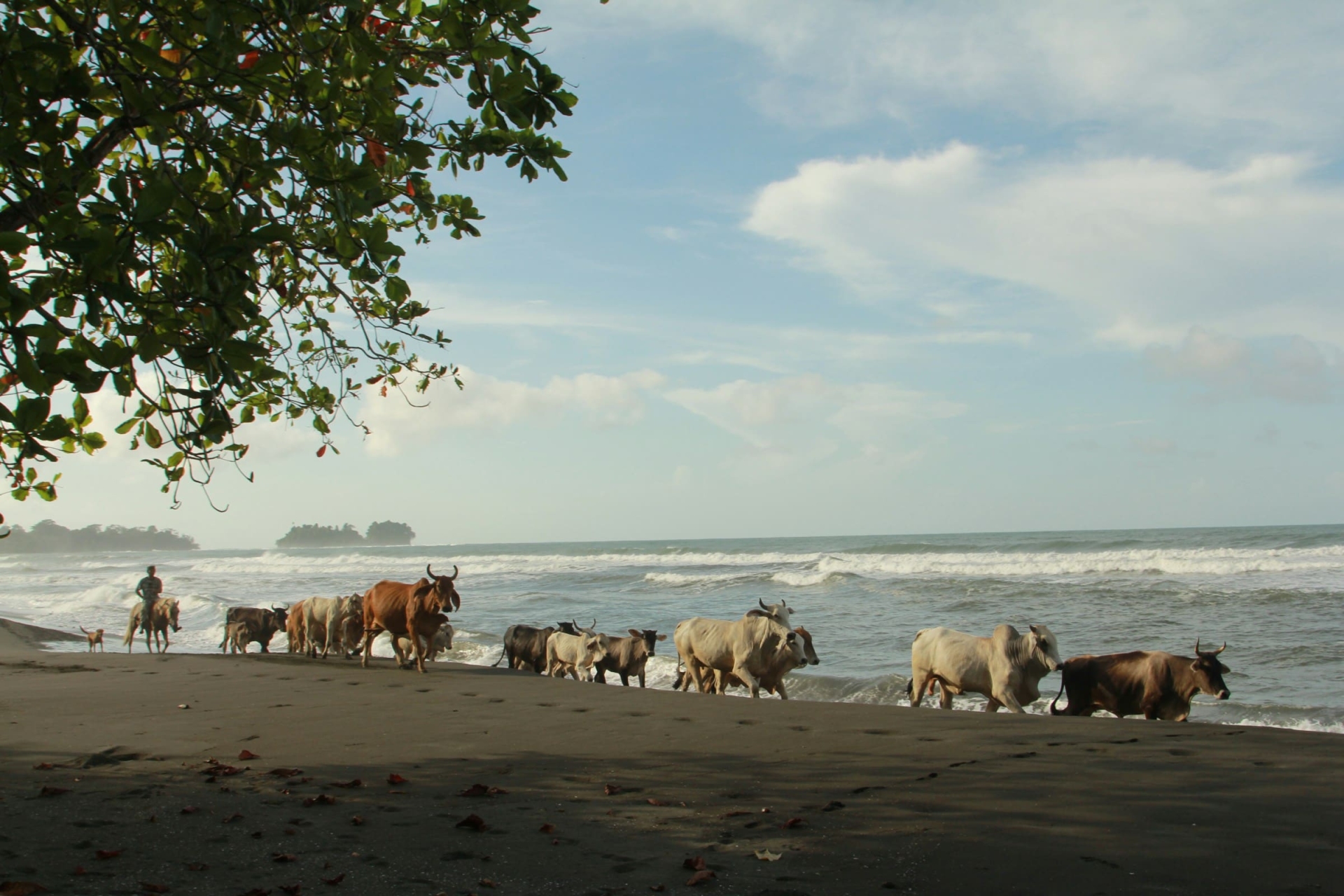 Troupeau de bovins - plage sable noir - cheval - mer