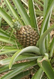 ananas-costaricien
