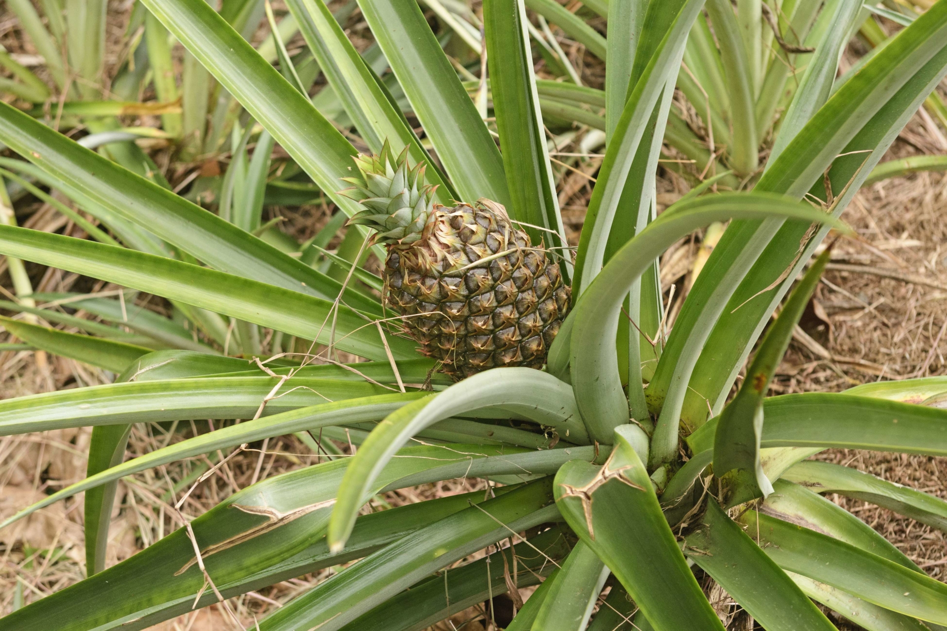 ananas-costaricien