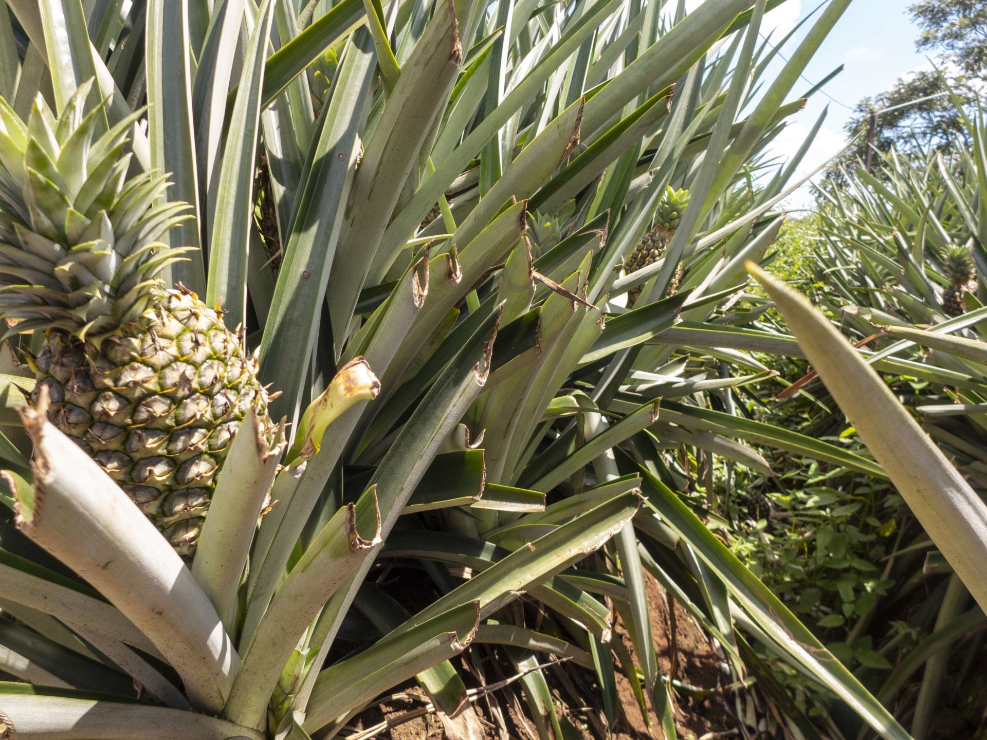 Plantation d'ananas