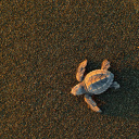 bebe-tortue-corcovado