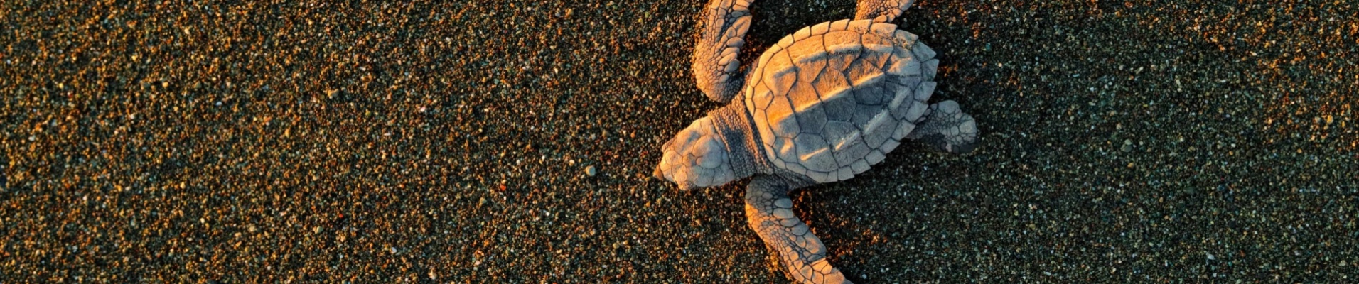 bebe-tortue-corcovado