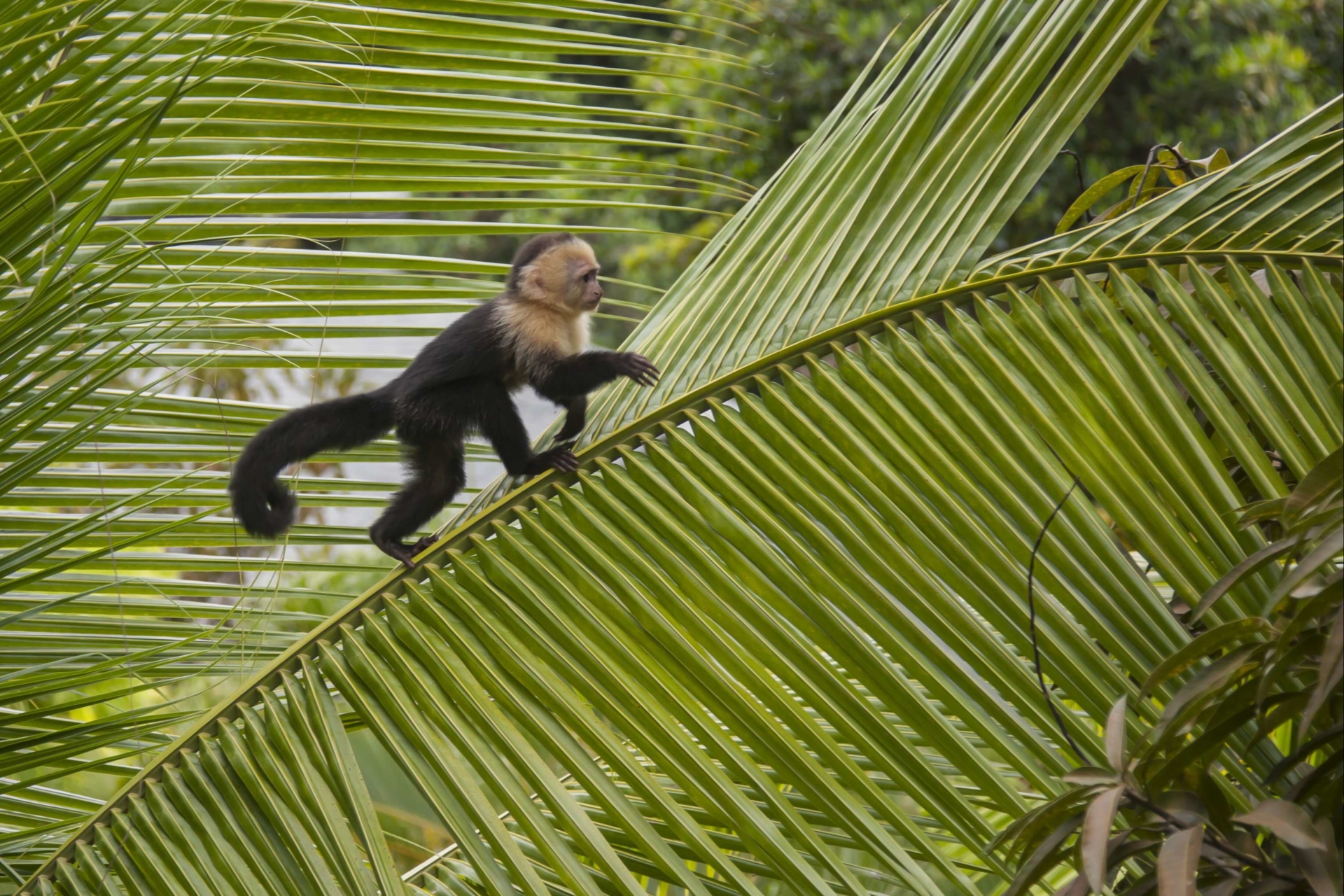 capucin-dans-un-arbre-costa-rica