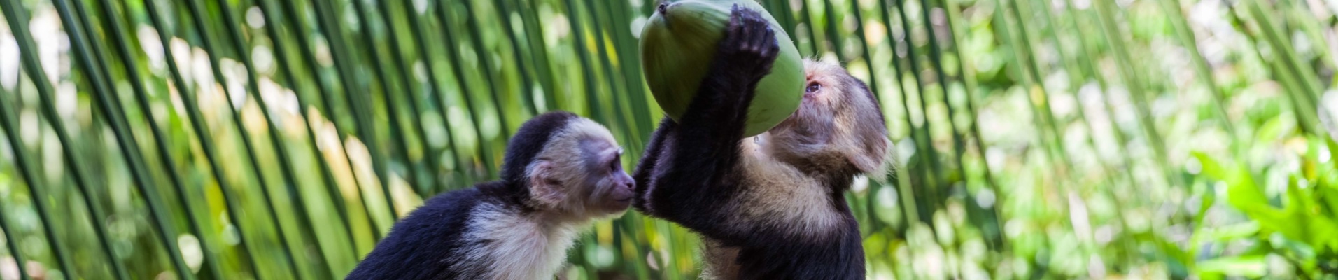 capucin-parc-manuel-antonio