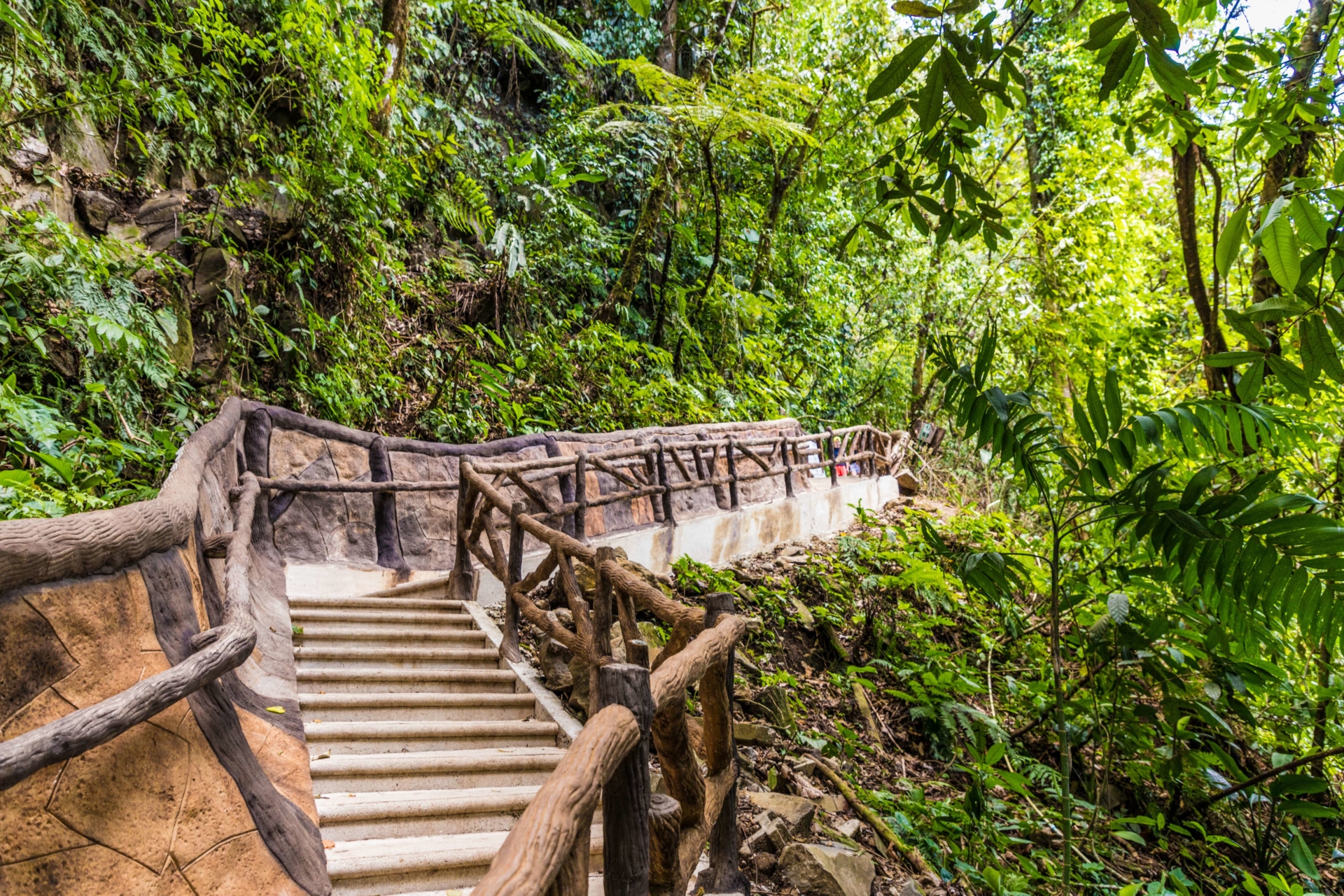 chemin-foret-tenorio