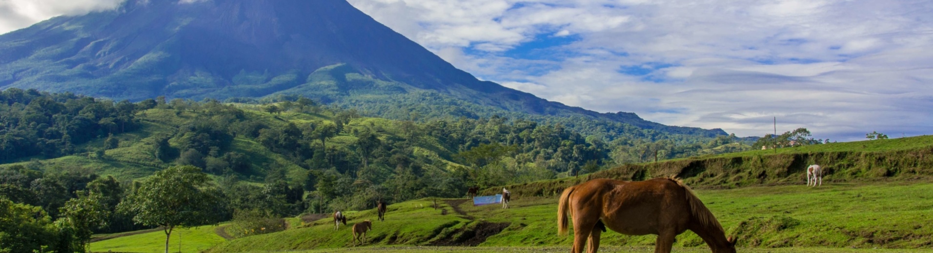 cheval-en-paturage-arenal