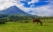 cheval-en-paturage-arenal