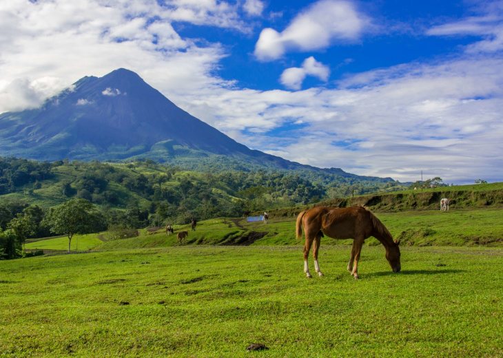 cheval-en-paturage-arenal