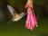 colibiri-butine