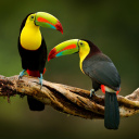 couple-de-toucan