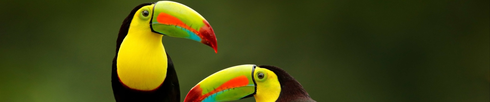 couple-de-toucan