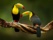 couple-de-toucan