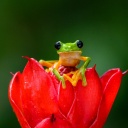 grenouille-agalychnis-spurelli-costa-rica