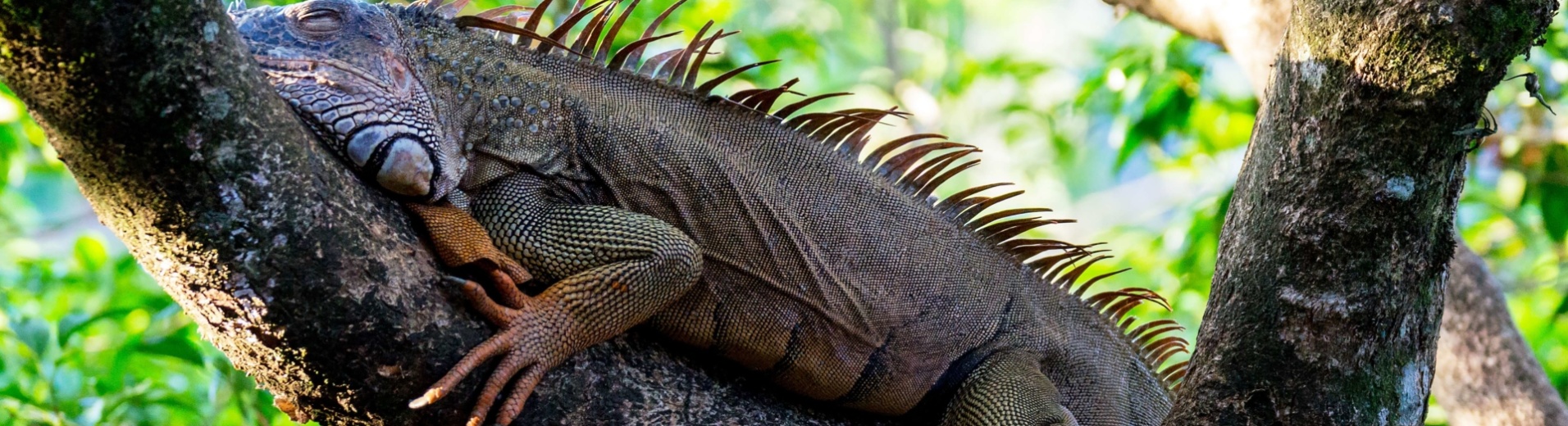 iguane-muelle-de-san-carlos-alajuela