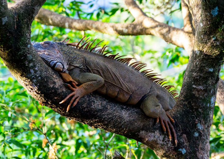 iguane-muelle-de-san-carlos-alajuela