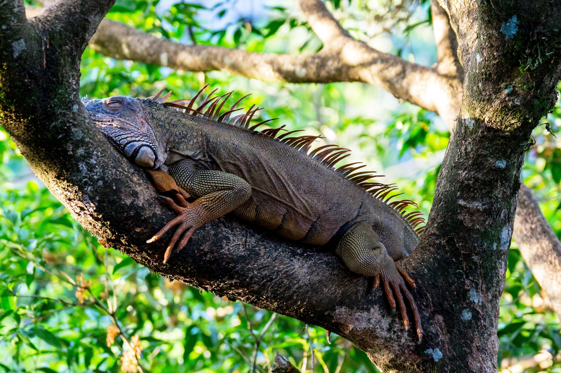 iguane-muelle-de-san-carlos-alajuela
