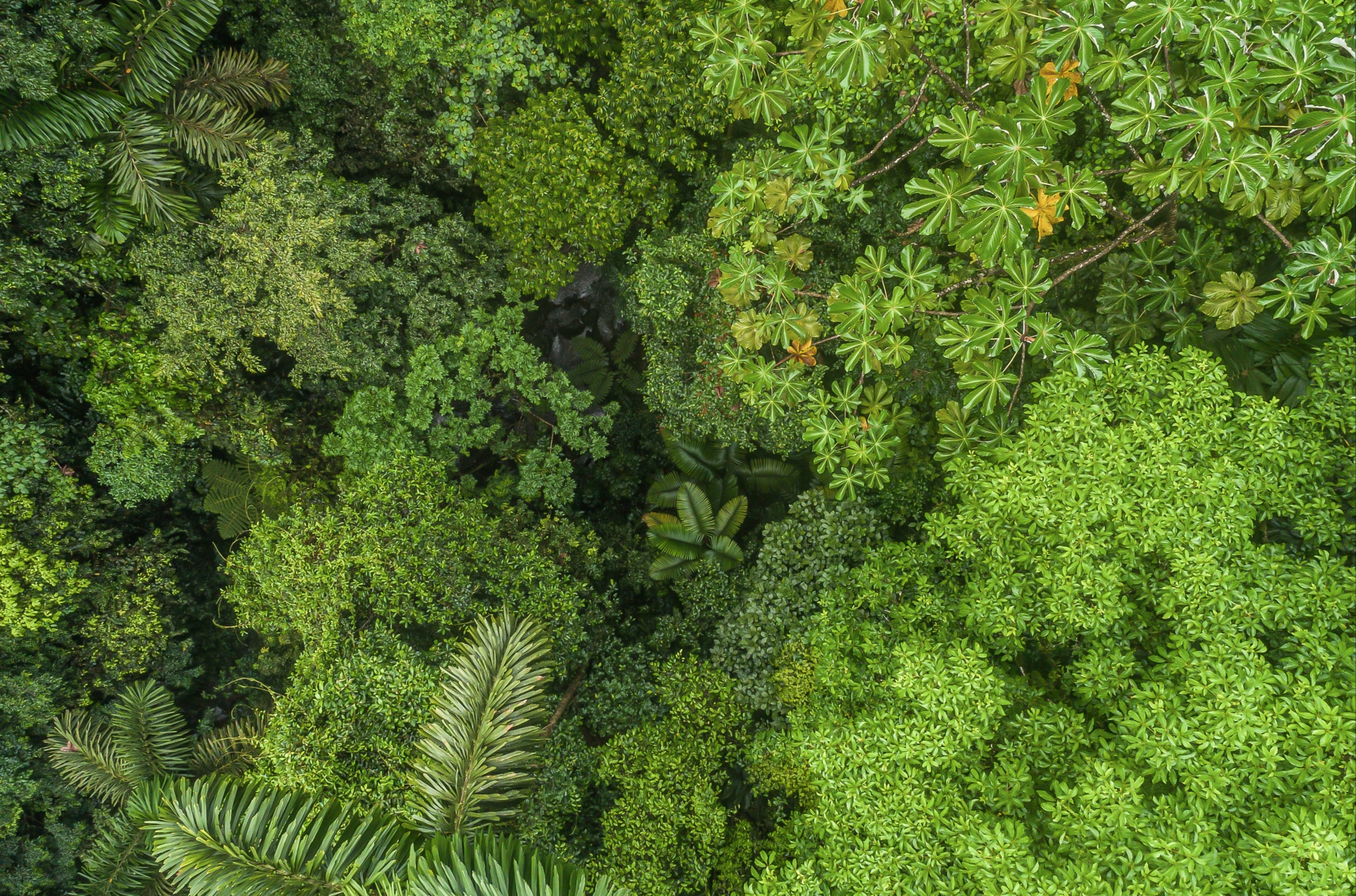 la-fortuna-jungle