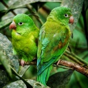 perroquets-verts