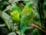 perroquets-verts