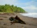 plage-caraibes-tortuguero