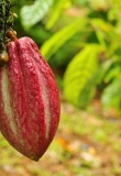 plantation-cacao-costa-rica
