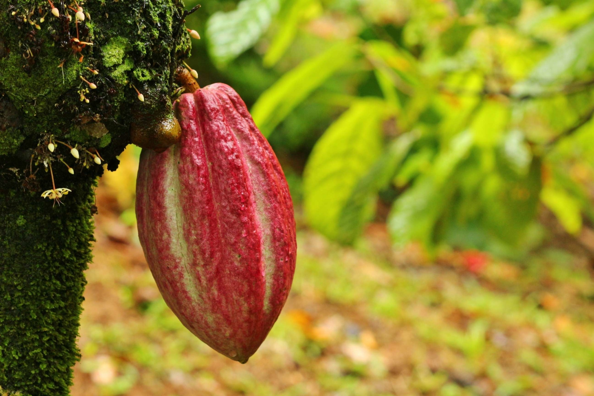 plantation-cacao-costa-rica