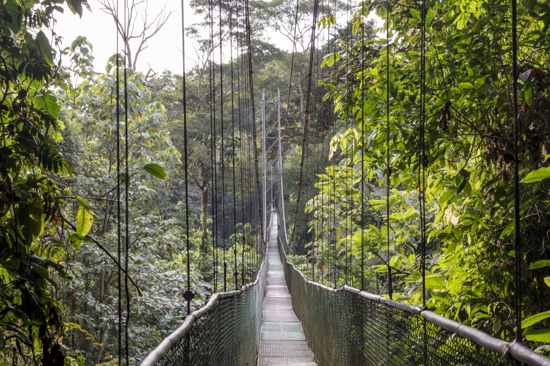 pont-suspendu-sarapiqui
