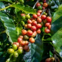 production-de-cafe-costa-rica