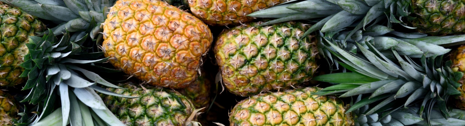 production-ananas- costa-rica