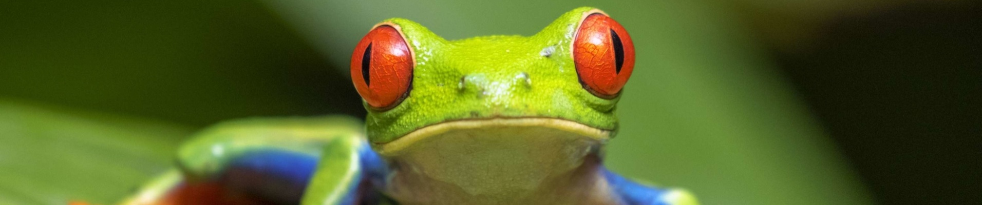 rainette-aux-yeux-rouges-alajuela