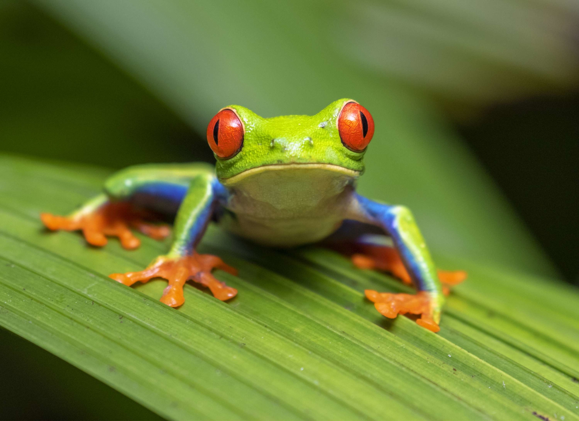 rainette-aux-yeux-rouges-alajuela