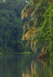 riviere-a-tortuguero