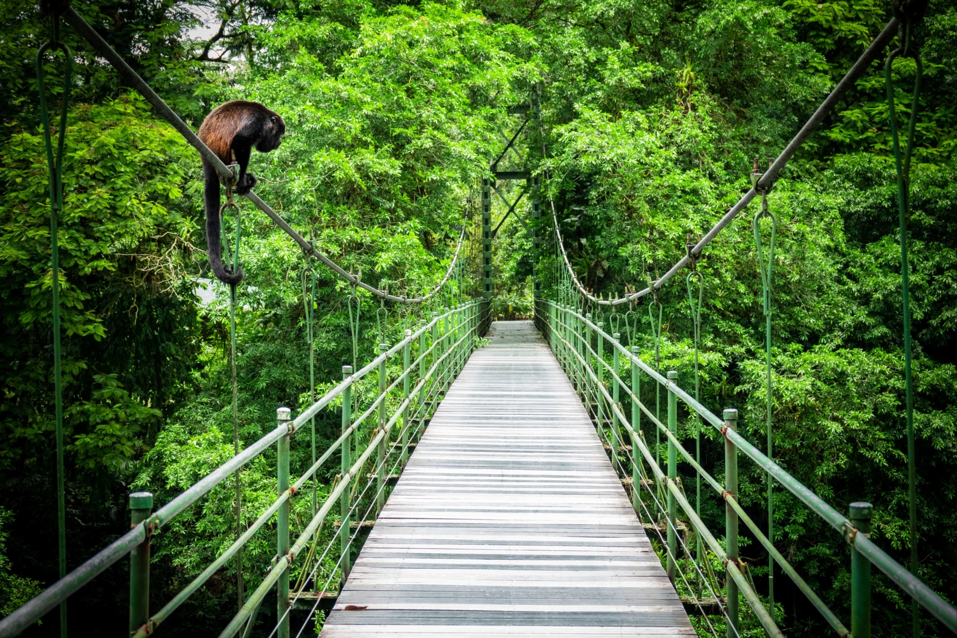 sarapiqui-pont-dans-la-jungle