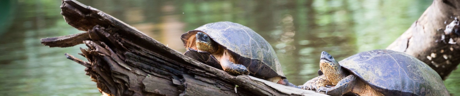 tortues-sauvages-costa-rica