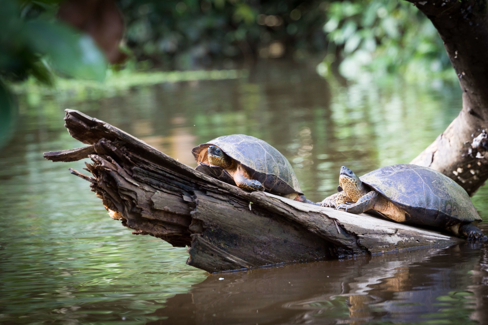 tortues-sauvages-costa-rica