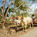 vaches-et-paysan-costaricien
