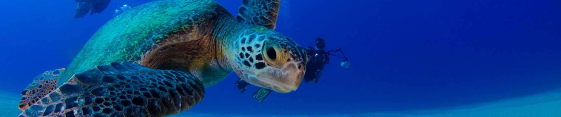 tortue-de-mer