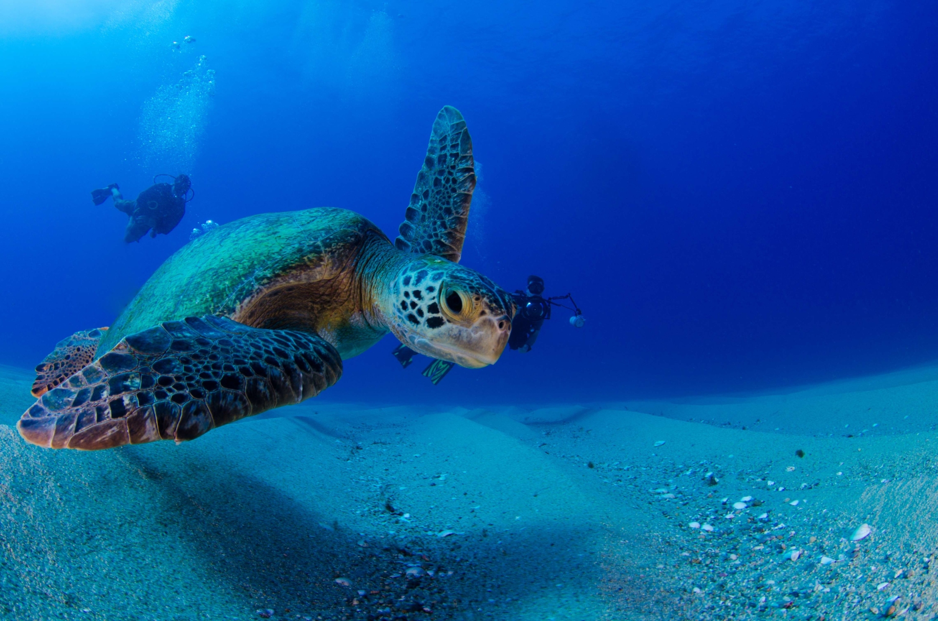 tortue-de-mer